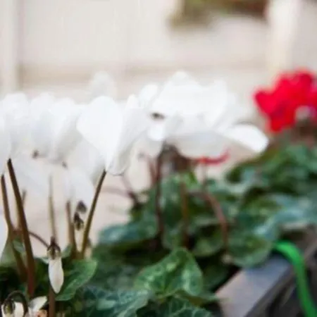 Old Town 3* باري